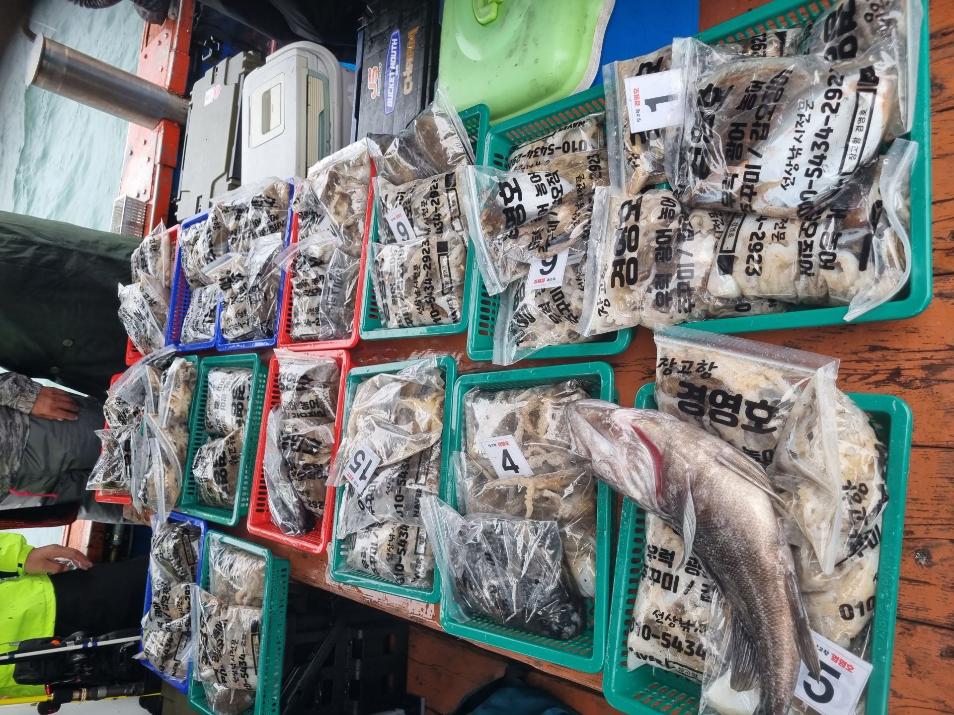 11월5일 쭈&갑 조황사진입니다.