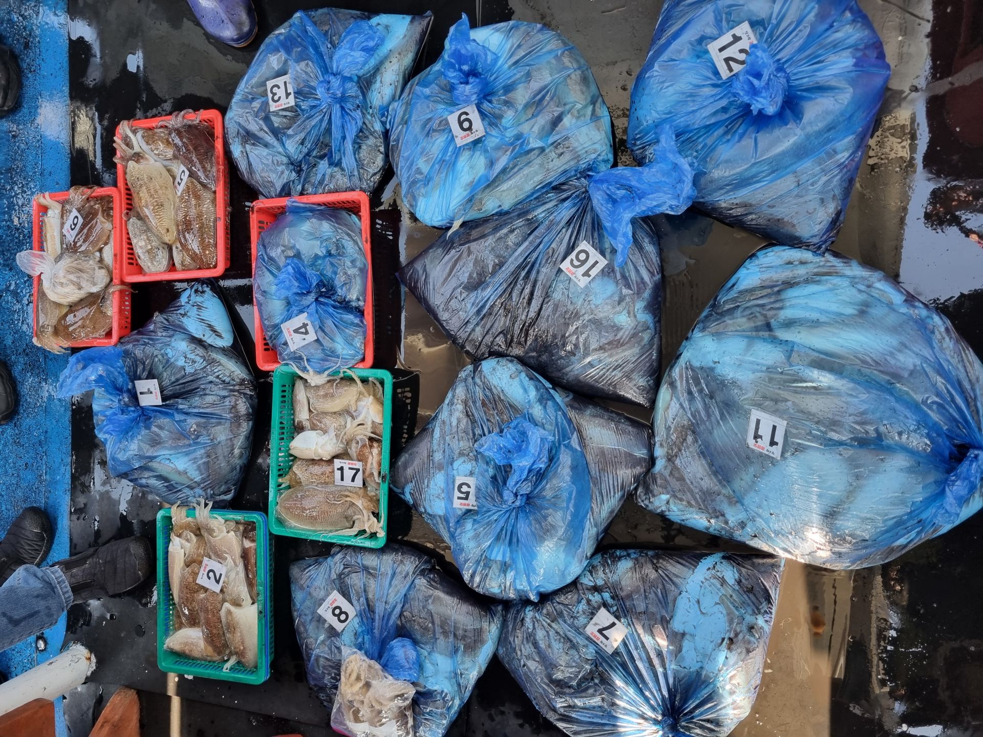 11월11일 갑오징어 조황사진입니다.