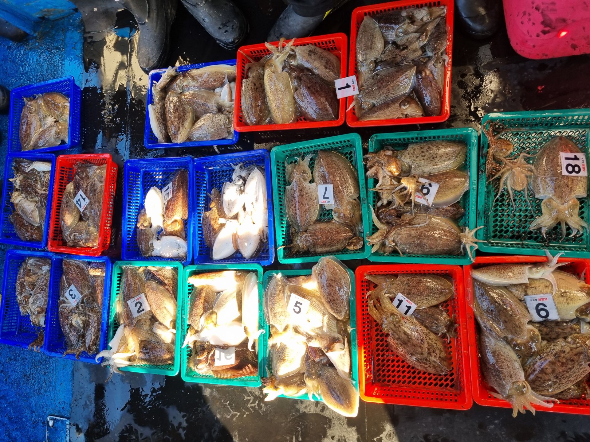 11월23일 갑오징어 조황사진입니다.