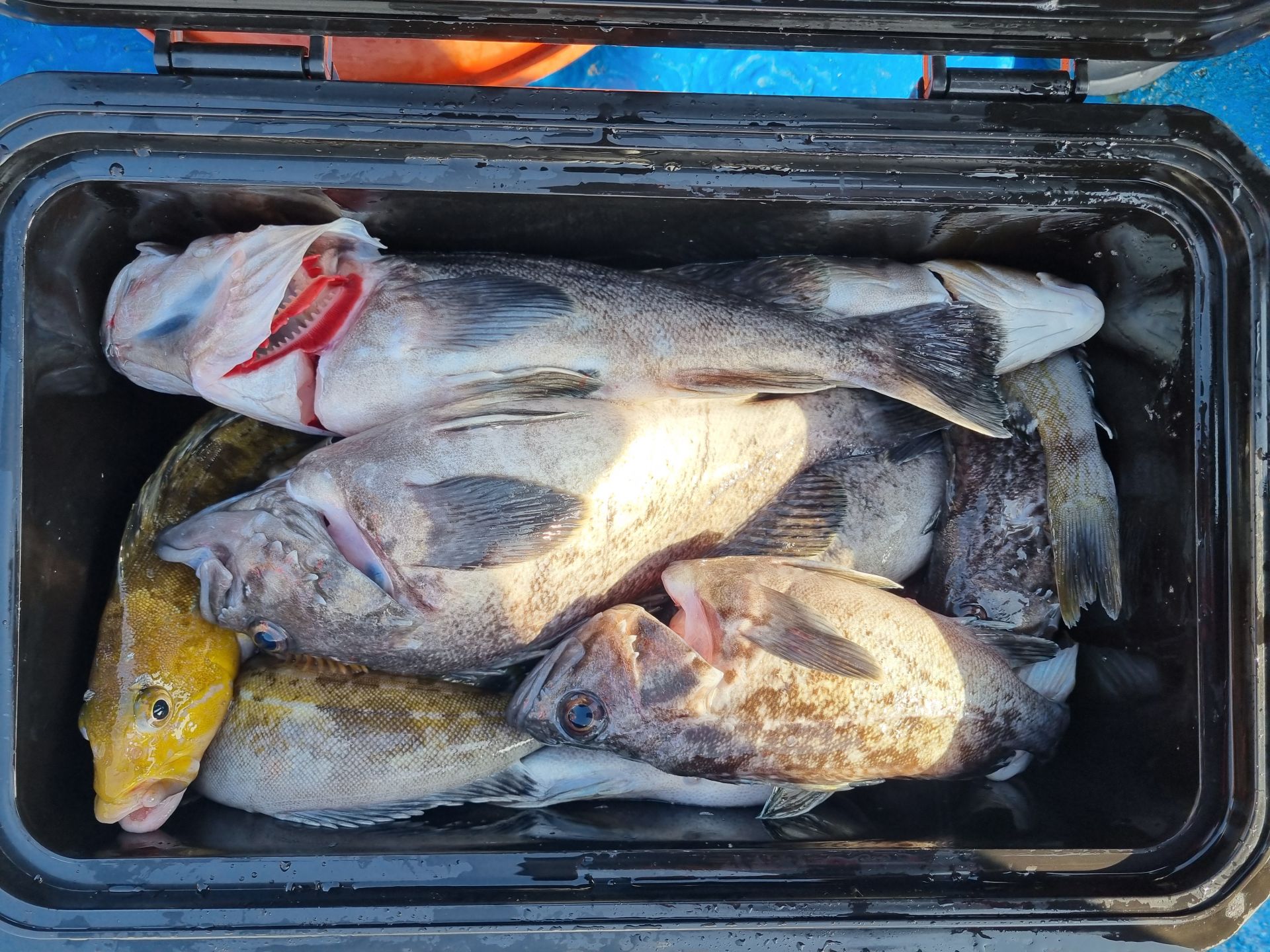 4월20일 조황사진입니다.