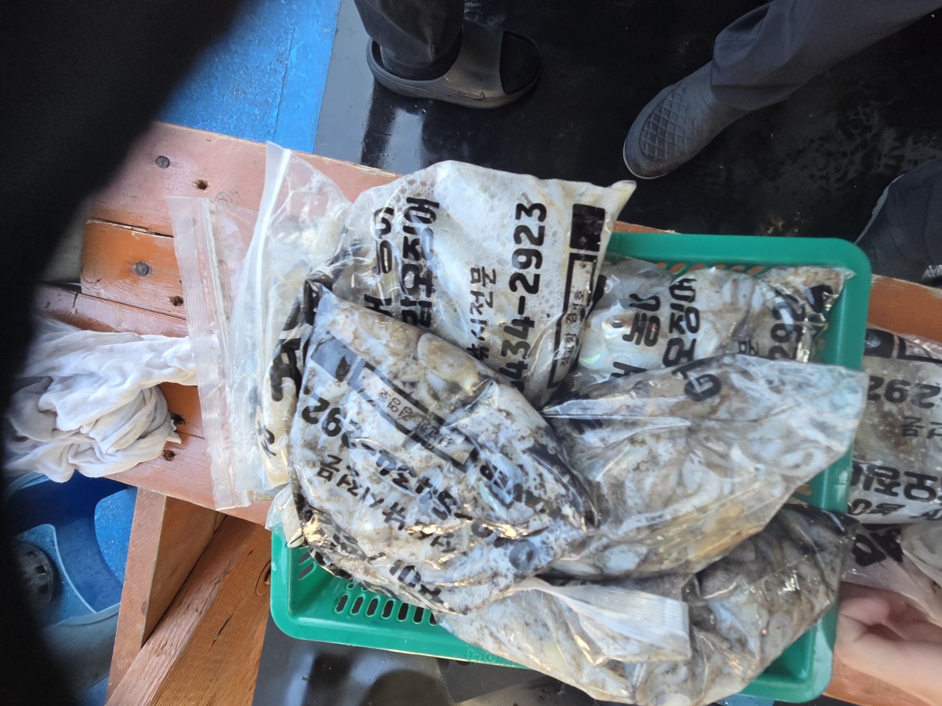 9월18일 주꾸미 조황사진입니다.