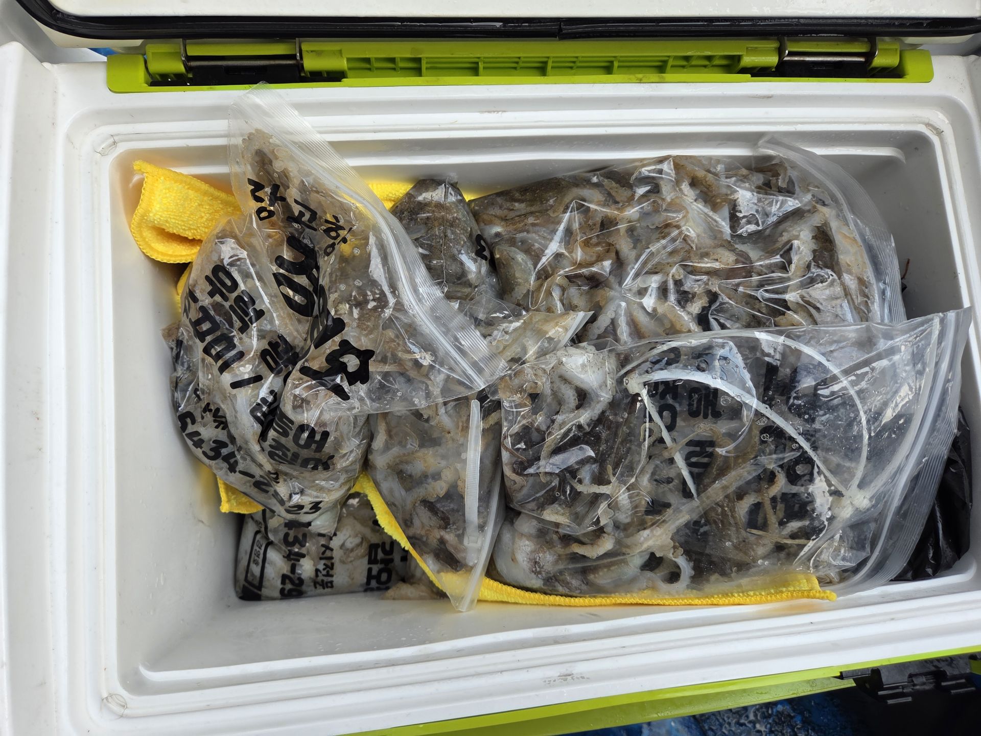 9월5일 주꾸미 조황사진입니다.