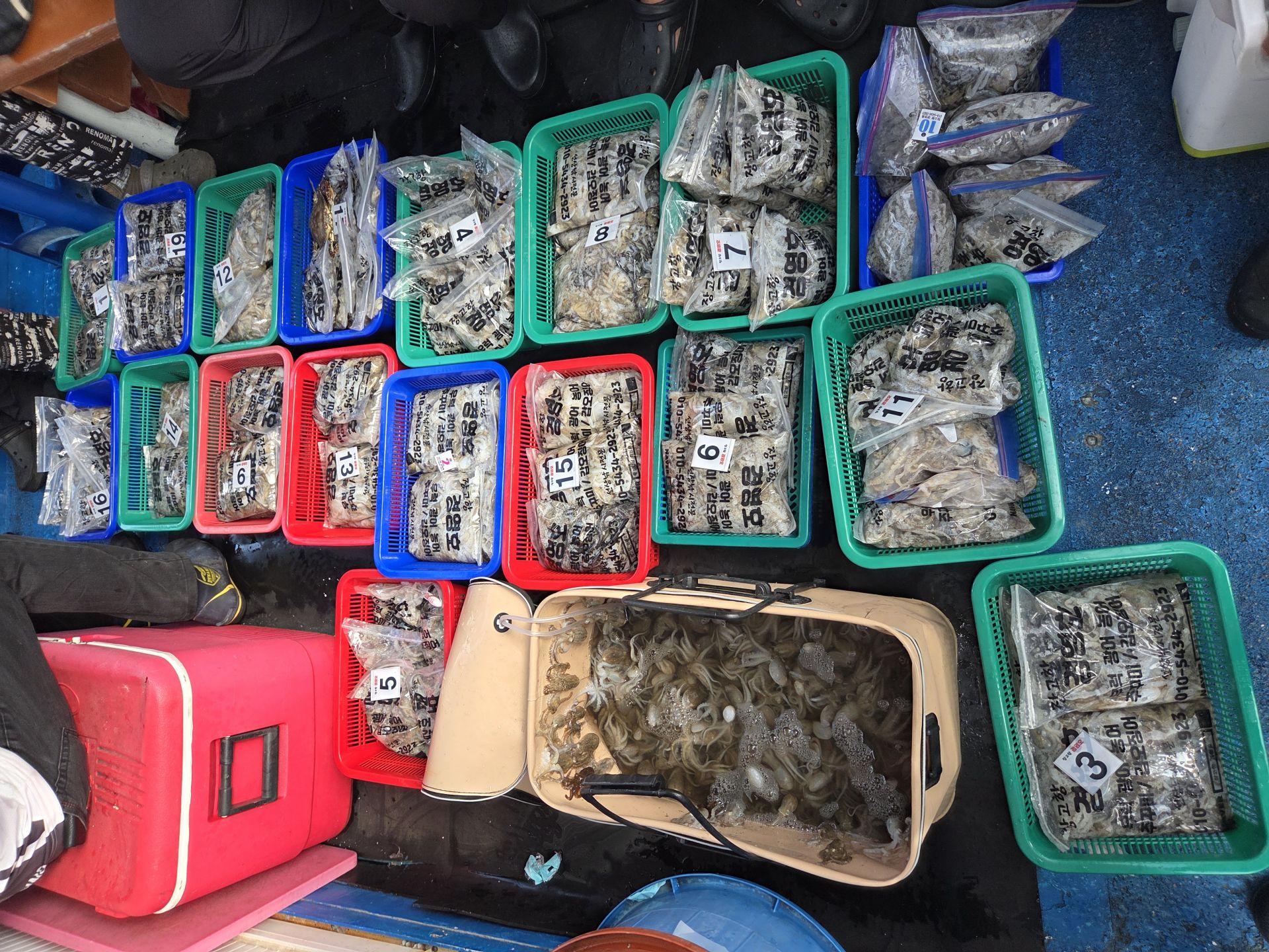 9월3일 주꾸미 조황사진입니다.