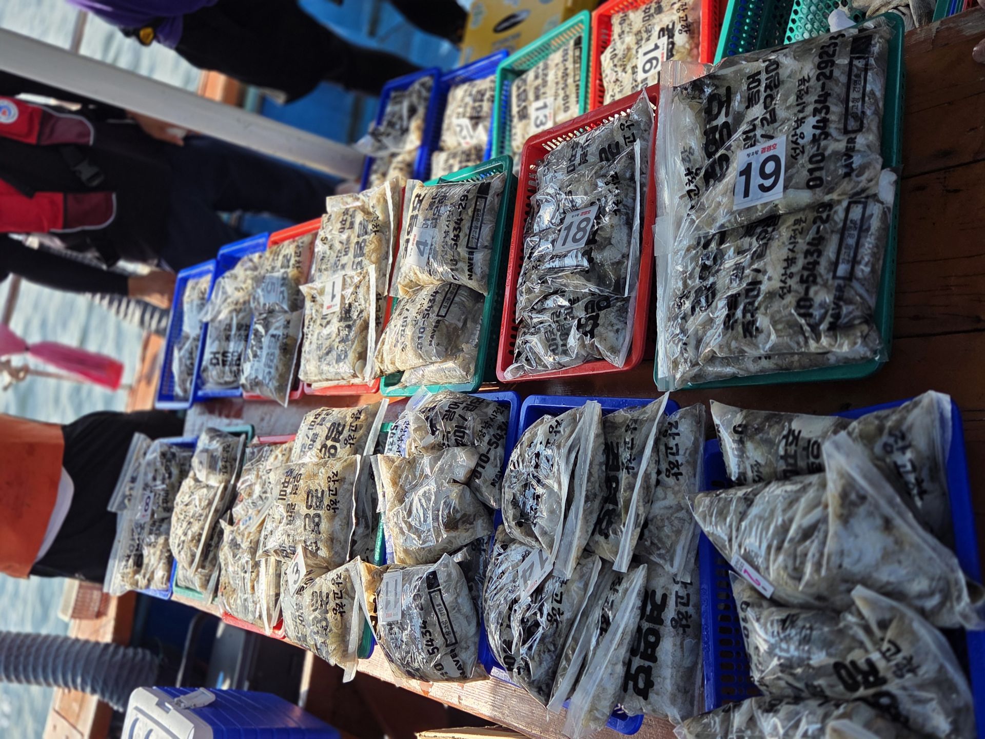 9월4일 주꾸미 조황사진입니다.