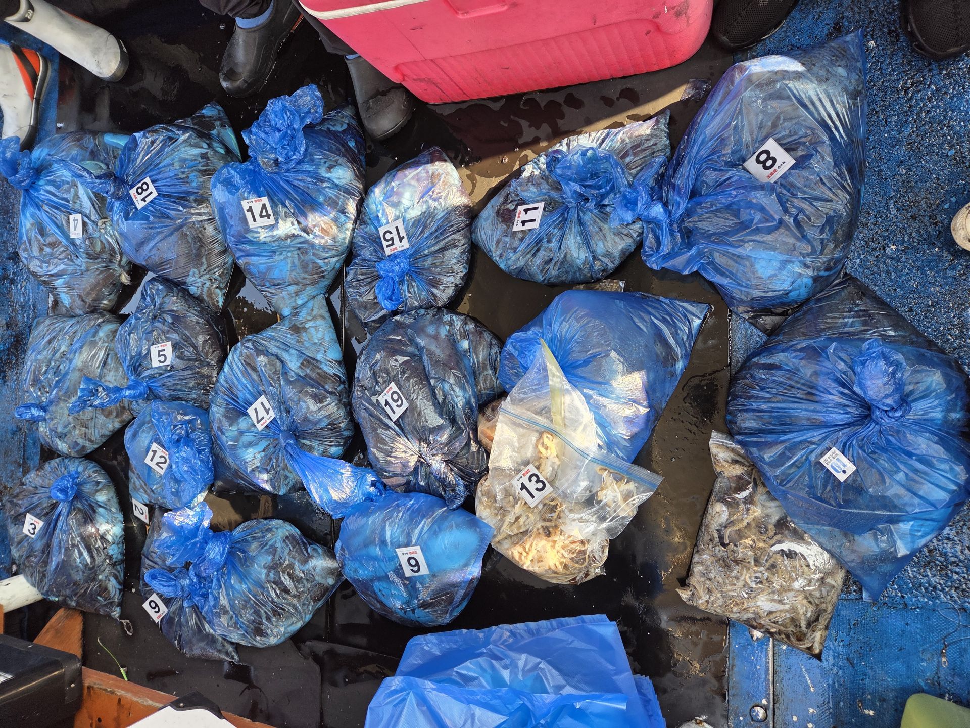 10월29일 주＆갑 조황사진입니다.