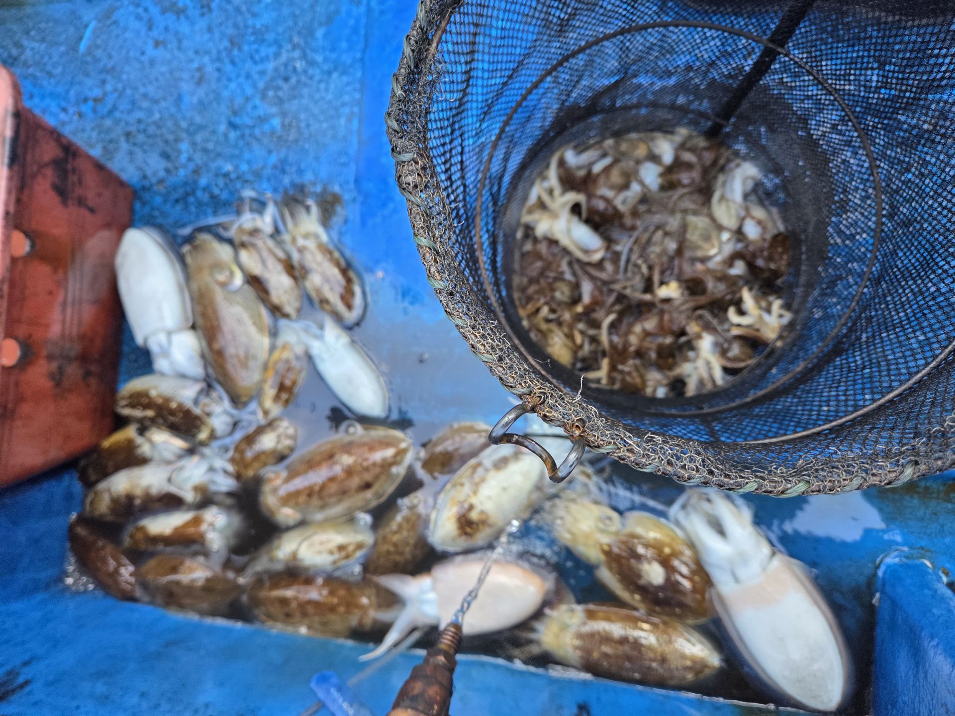 10월23일 주＆갑 조황사진입니다.